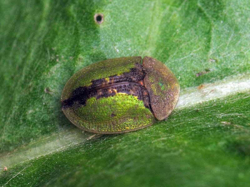 Cassida (Cassida) vibex Linnaeus, 1767